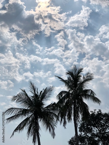 palm trees against blue sky © Arun