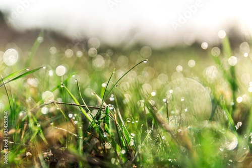 morning grass with dew water drops.