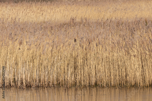 A dense wetland of common reeds reflected in smooth water