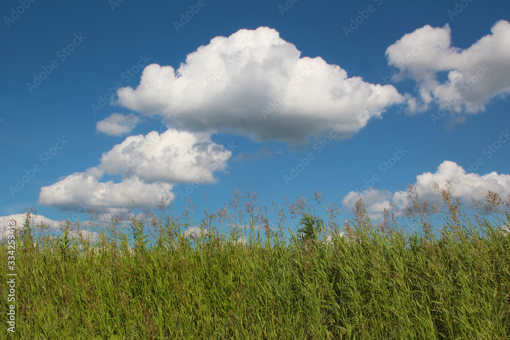 Summer Sunny weather.White clouds float against the blue sky.Green tall grass grows. Summer Sunny weather.White clouds float against the blue sky.Green tall grass grows.