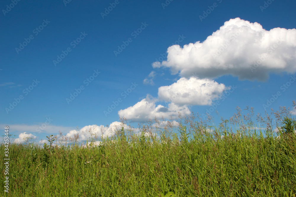 Summer Sunny weather.White clouds float against the blue sky.Green tall grass grows. Summer Sunny weather.White clouds float against the blue sky.Green tall grass grows.
