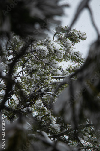 branches of a tree covered with snow