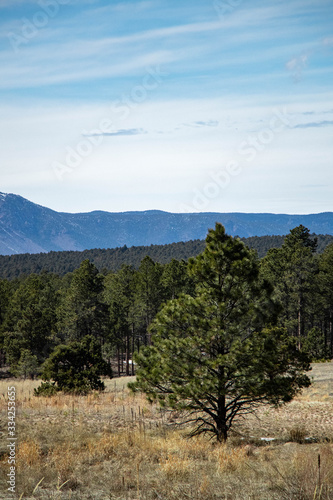 tree in the mountains