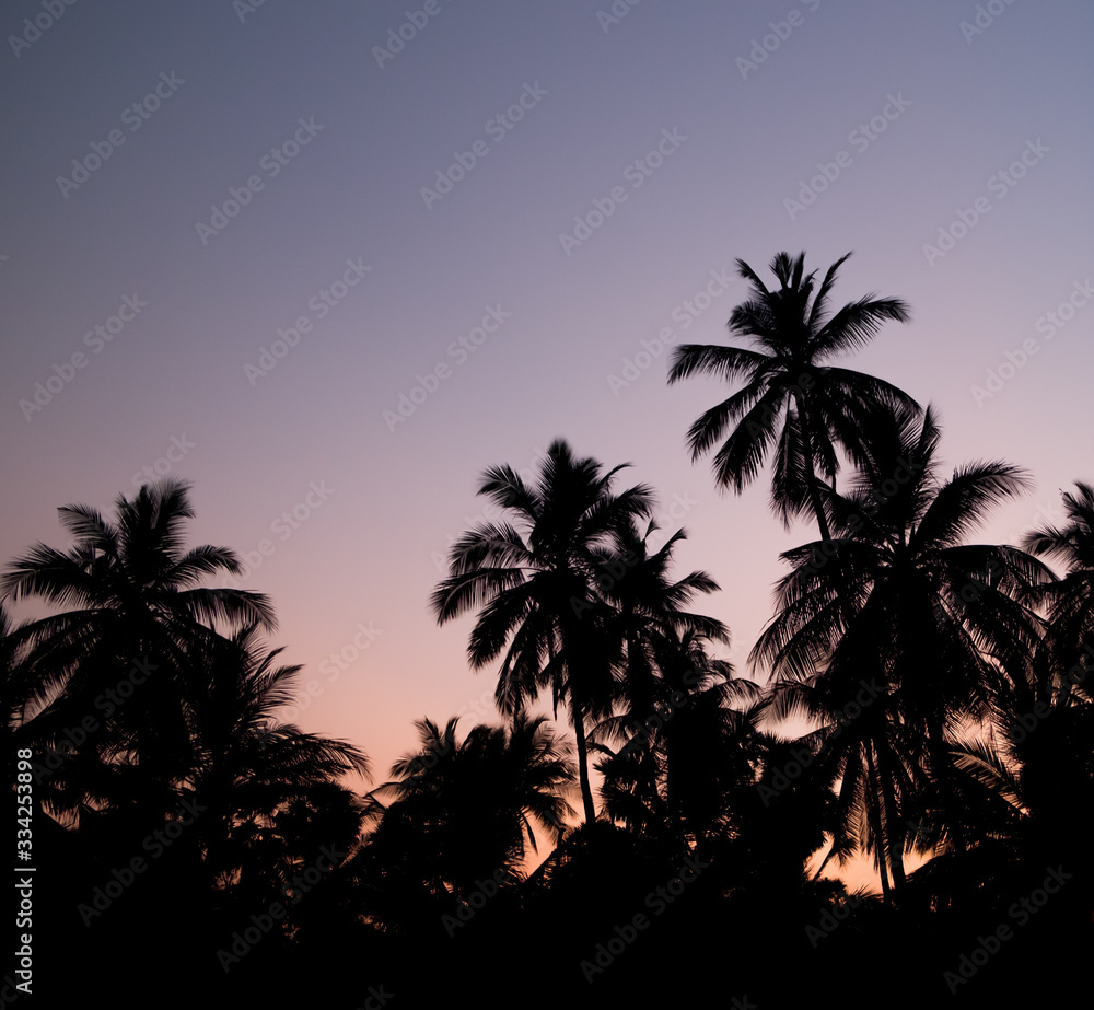 Palm tree forest silhouette at sunset