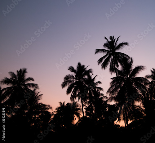 Palm tree forest silhouette at sunset