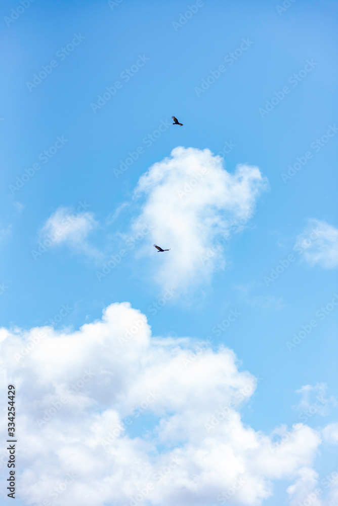 Turkey Vultures Overhead in Inverness Turkey Vultures Overhead in Inverness