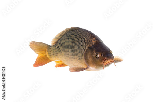 The common carp or European carp (Cyprinus carpio) is a widespread freshwater fish of eutrophic waters in lakes and large rivers in Europe and Asia.