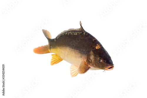 Mirror carp are a type of fish, commonly found in Europe. The name "mirror carp" originates from their scales' resemblance to mirrors.