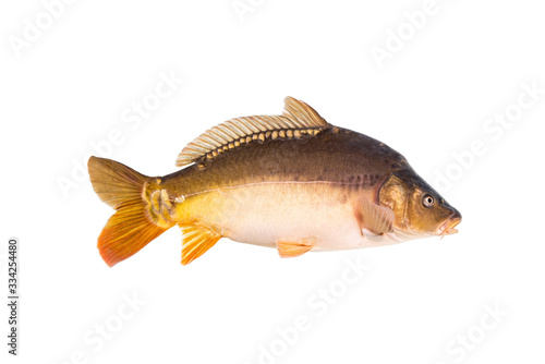 Mirror carp are a type of fish, commonly found in Europe. The name "mirror carp" originates from their scales' resemblance to mirrors.