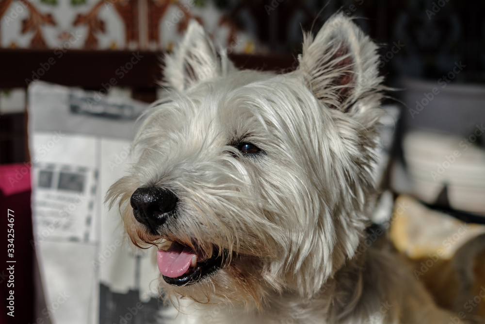 West Highland White Terrier dog sunbathing on a couch with his tongue hanging out. West Highland White Terrier dog sunbathing on a couch with his tongue hanging out.