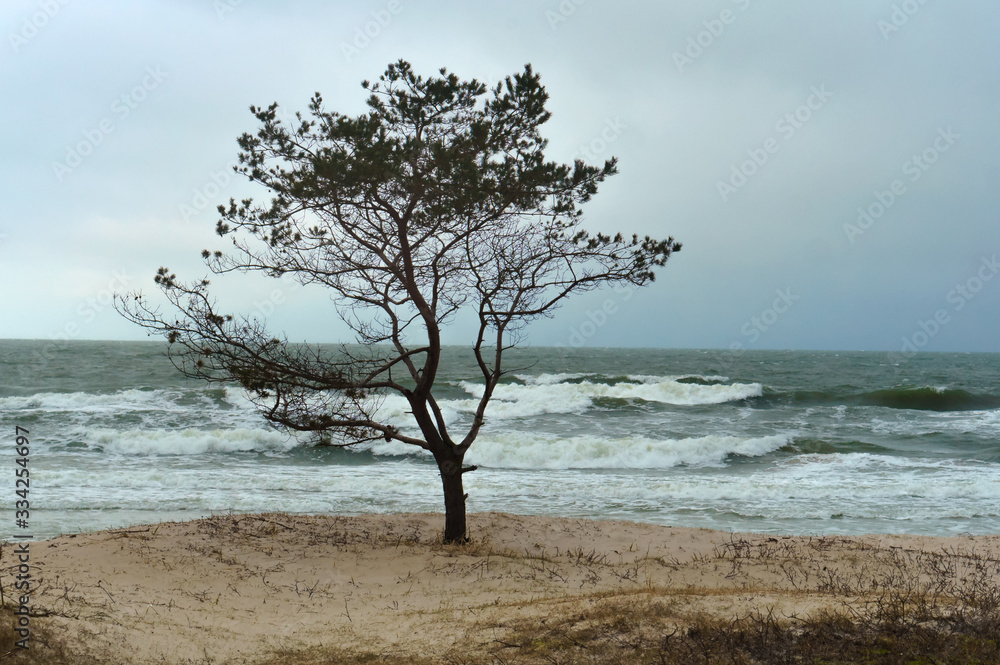 Inclement weather off the coast of the Baltic sea. Lonely tree on the seashore. Inclement weather off the coast of the Baltic sea. Lonely tree on the seashore.