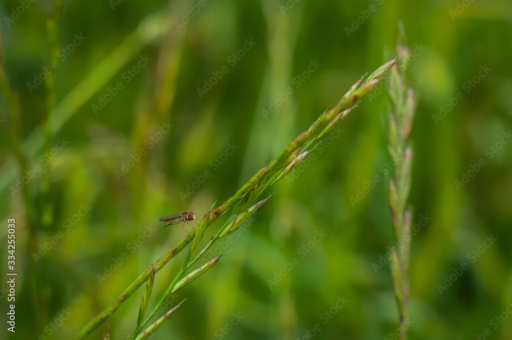 Detail of a fly perched on a grass on an unfocused background Detail of a fly perched on a grass on an unfocused background