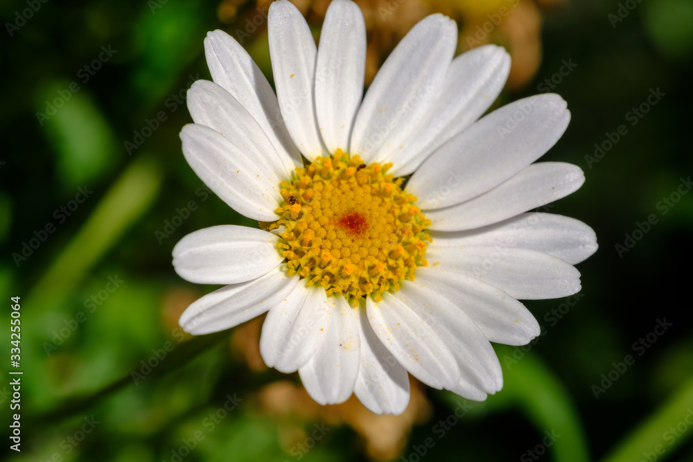 Macro photography of flowers. Close-up of a white daisy on a sunny day. Macro photography of flowers. Close-up of a white daisy on a sunny day.