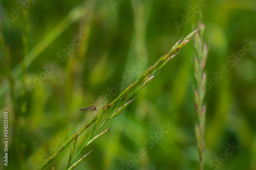 Detail of a fly perched on a grass on an unfocused background