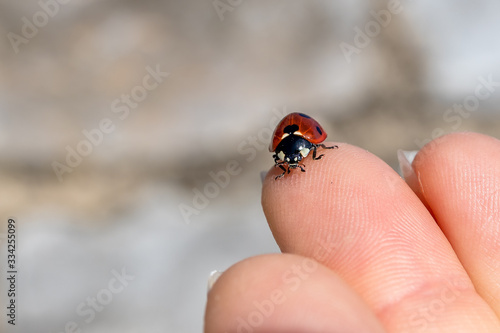 Marienkäfer auf Finger