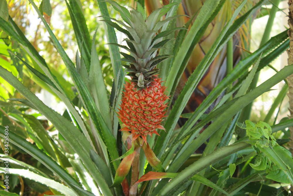 Obraz premium Bromeliaceae