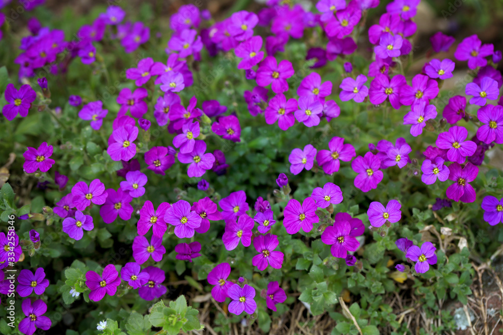 Naklejka premium Blühendes Blaukissen Aubrieta