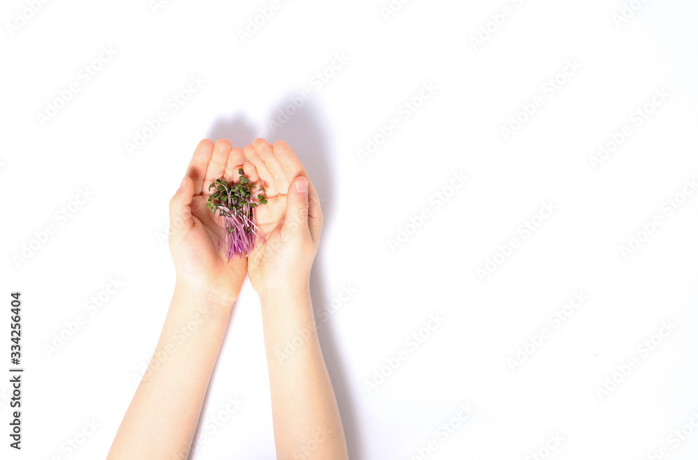 Green sprouts in the hands of a child. Taking care of nature, taking care of health. Green sprouts in the hands of a child. Taking care of nature, taking care of health.