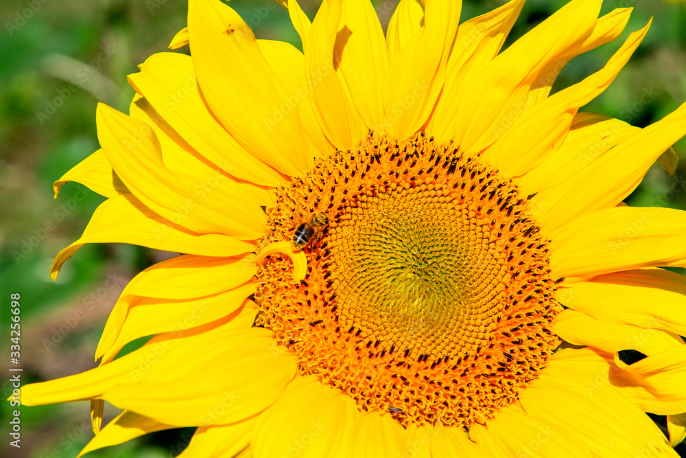 Bee on a sunflower close up Bee on a sunflower close up