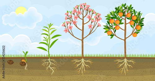Life cycle of peach tree. Growth stages from seeding to flowering and fruit-bearing peach tree. General view of plant with root system in garden