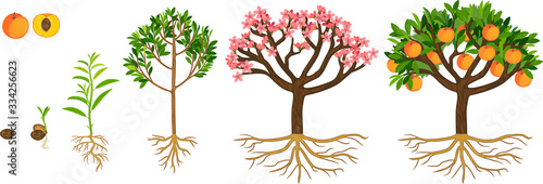 Life cycle of peach tree isolated on white background. Plant growing from seed to peach tree with ripe fruits and root system