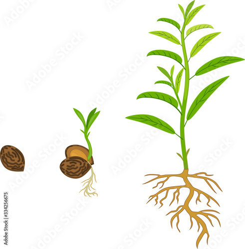 Sequential stages of peach seed germination isolated on white background