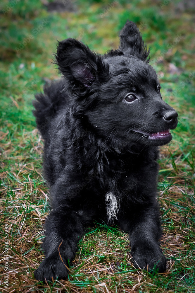 Fototapeta premium Słodki czarny piesek