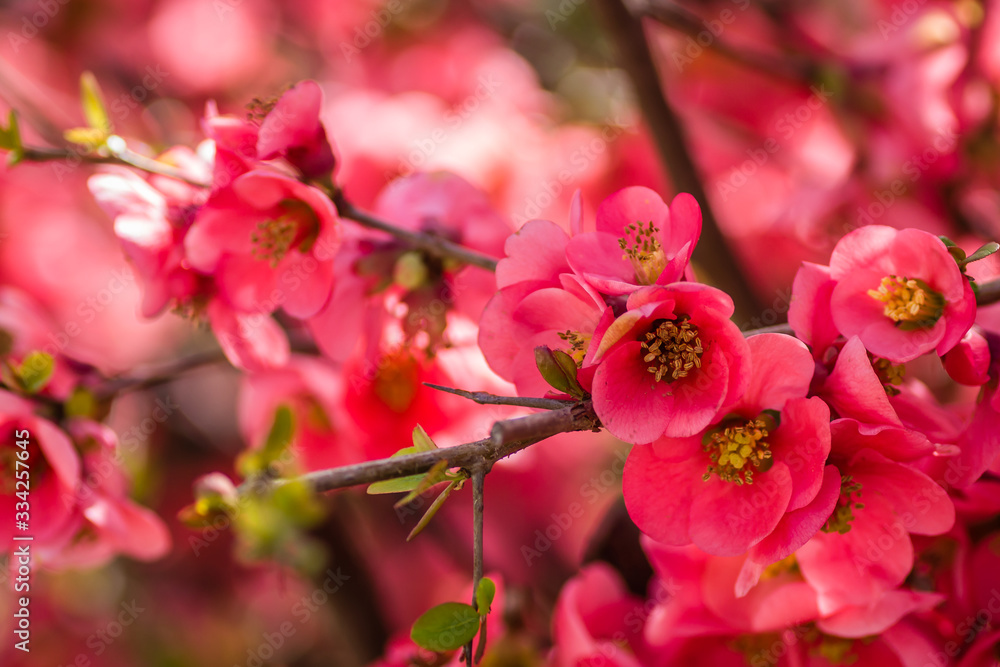 Obraz premium Blooming flowers Japanese quince tree 