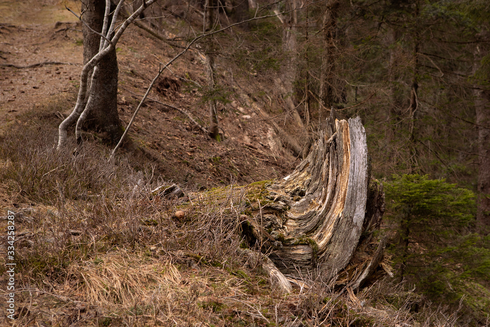 Old tree trunk with interesting shape inside mountain forest. Black Forest, Germany. Old tree trunk with interesting shape inside mountain forest. Black Forest, Germany.