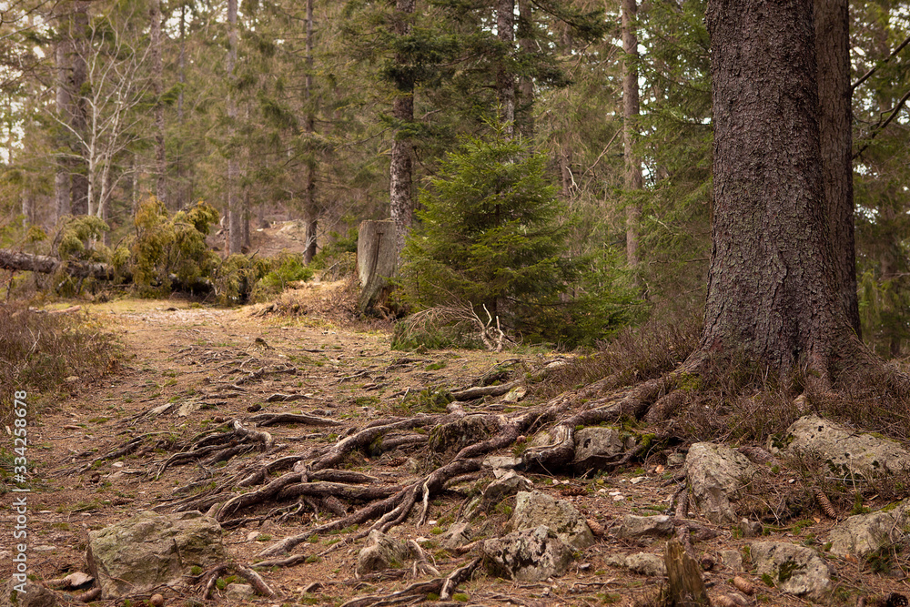 Mountain trail inside the forest. Tree trunk with visible roots. Beautiful scenic, romantic landscape. Roots of trees and stones on path in wild wood. Schwarzwald, Black Forest. Germany. Mountain trail inside the forest. Tree trunk with visible roots. Beautiful scenic, romantic landscape. Roots of trees and stones on path in wild wood. Schwarzwald, Black Forest. Germany.