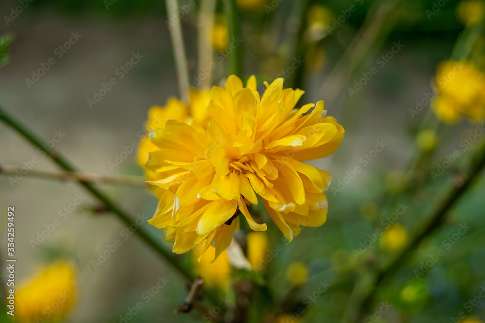 Obraz premium Beautiful yellow flowers on a bokeh background