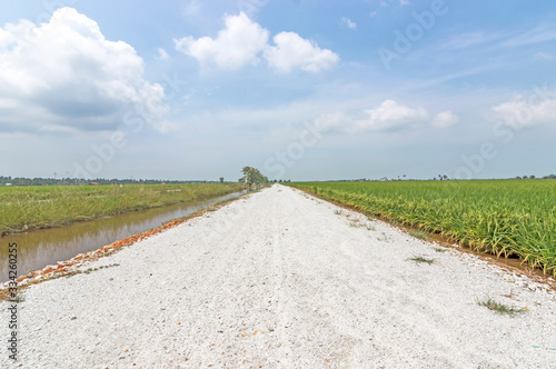 Countryside street through paddy field