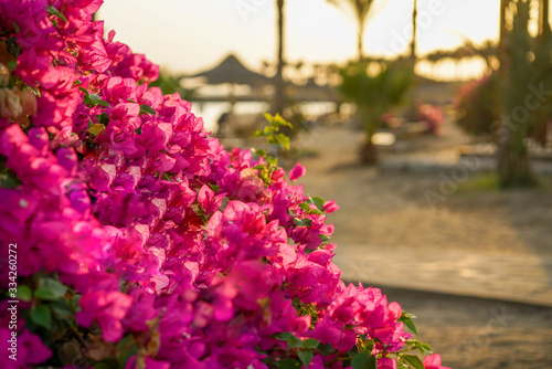 Wallpaper Mural Flowering bushes in the summer against the backdrop of the beach at sunset Torontodigital.ca