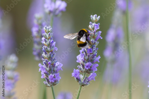 Lavender field with bee close up photo