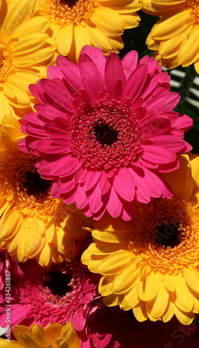 close-up of pink gerbera daisy flower in a bouquet with yellow gerbera © Stylecore