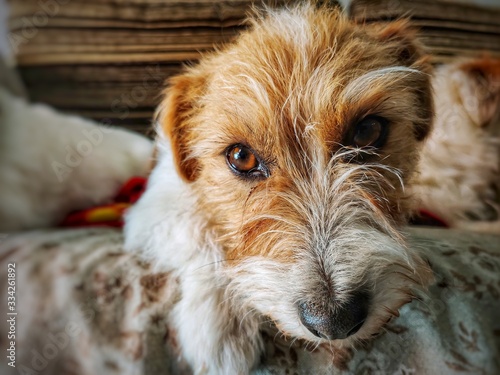 A cute Jack Russell Terrier dog resting on the couch looking at the camera directly.