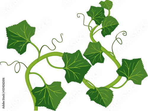 Melon plant with green leaves isolated on white background