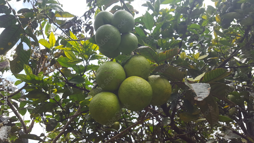 fruta fruta