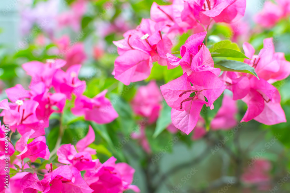 Pink bougainvillea flower close up Pink bougainvillea flower close up