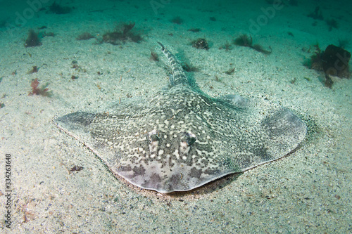 Thornback ray (Raja clavata) at the west coast of Norway photo