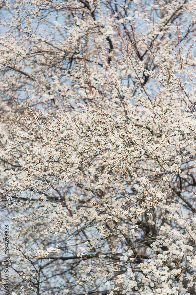 flowering trees in the garden in spring flowering trees in the garden in spring