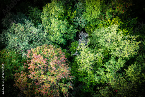 Fototapeta Naklejka Na Ścianę i Meble -  Trees view from above