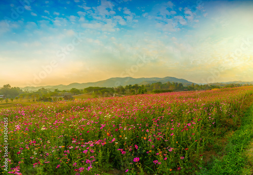 View of beautiful cosmos flower field in sunset time 