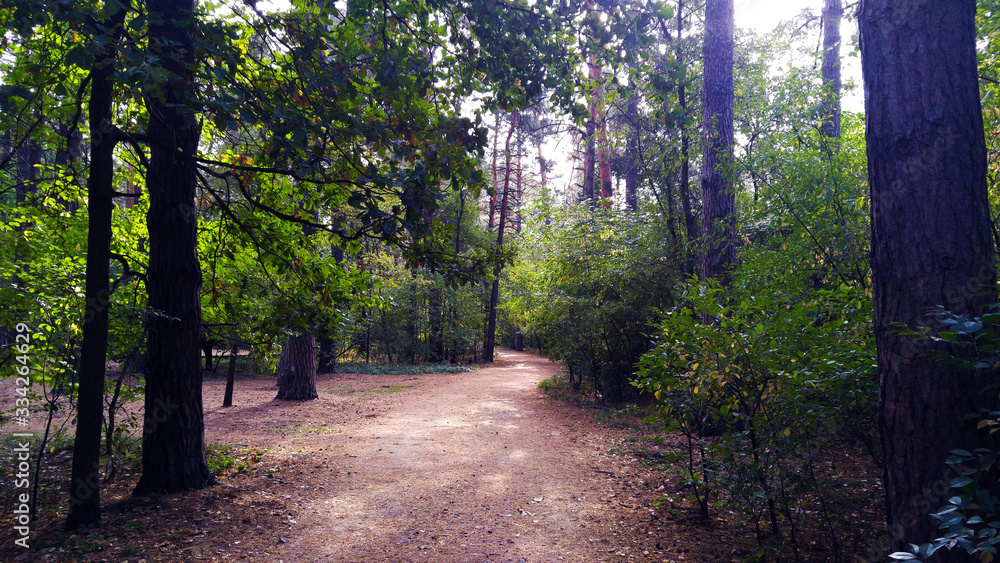 Fototapeta premium Alley in the summer forest