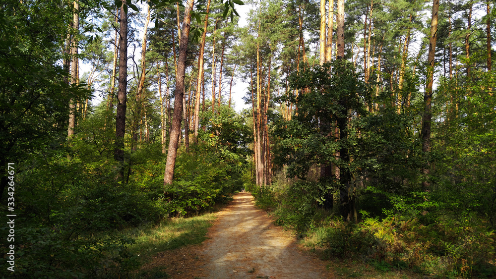 Obraz premium Alley in the summer forest