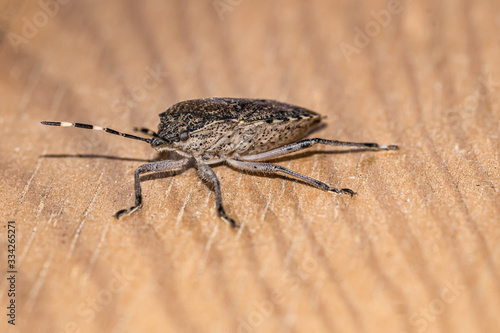 Tarczówkowate (Pentatomidae) owad z podrzędu pluskwiaków różnoskrzydłych #334265271