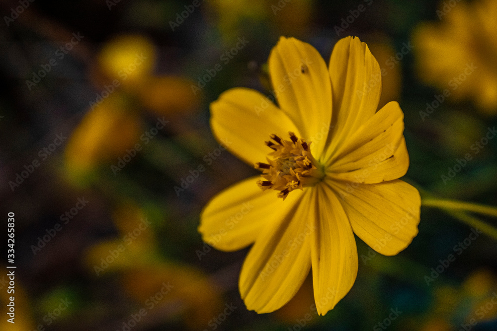 Yellow Flower Yellow Flower