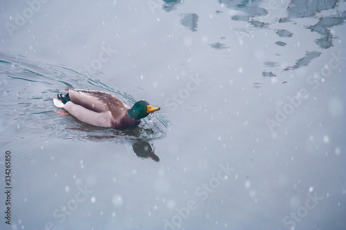 A drake floats on a frozen river in cold water in a snowfall.