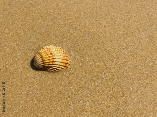 A sea shell on the beach in Algarve, Portugal