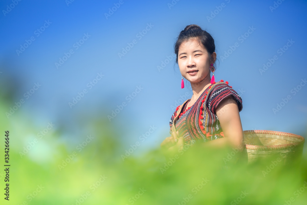 Asian women wearing blue shirts picking tea leaves in a tea plantation in Chiang Rai Province, Thailand Asian women wearing blue shirts picking tea leaves in a tea plantation in Chiang Rai Province, Thailand